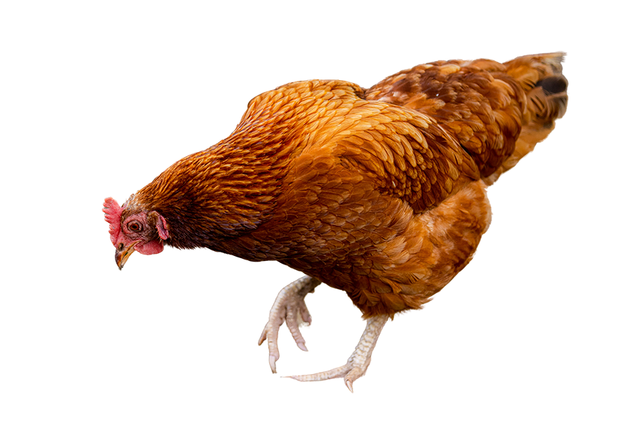 Kräutermixer Geflügel