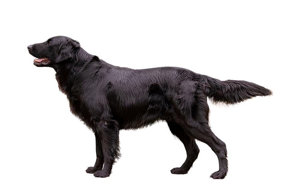 Kräutermixer Hund