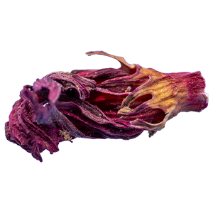 Hibiskusblüten