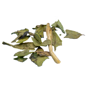 Liebstöckel