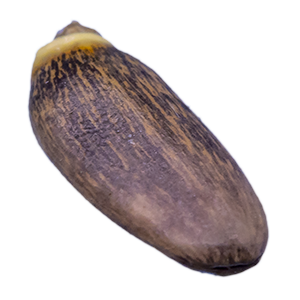 Mariendistelsamen