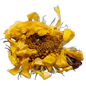 Ringelblumenblüten