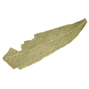 Eukalyptusblätter
