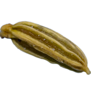 Fenchel