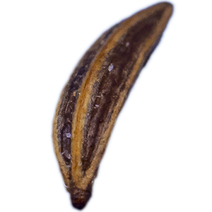 Kümmel