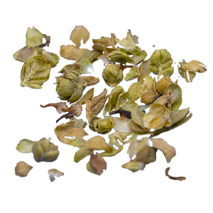 Oregano