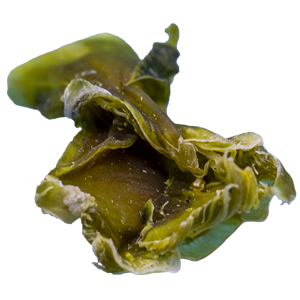 Brokkoli
