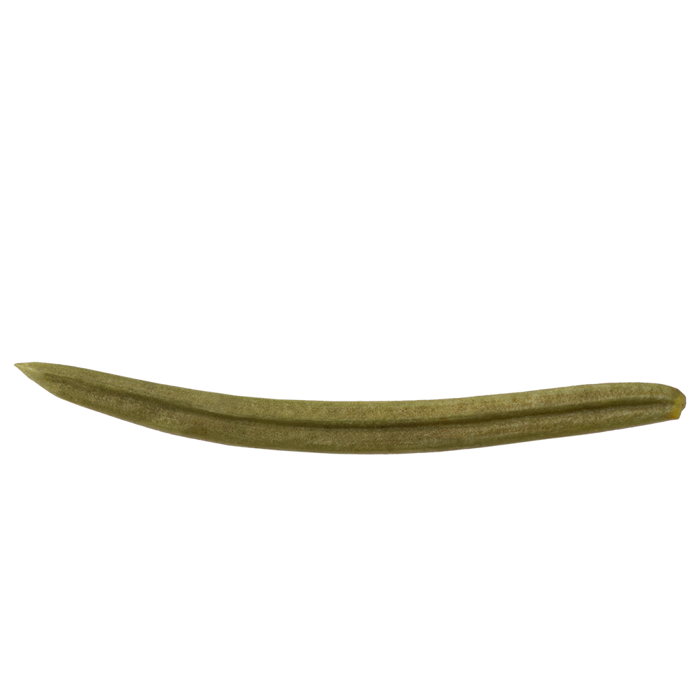 FICHTENNADELN