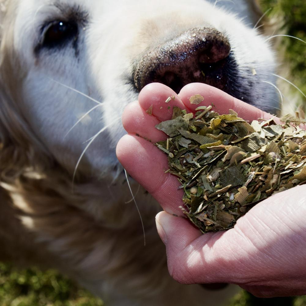 Preview: MAX GRAUE SCHNAUZEN MIX