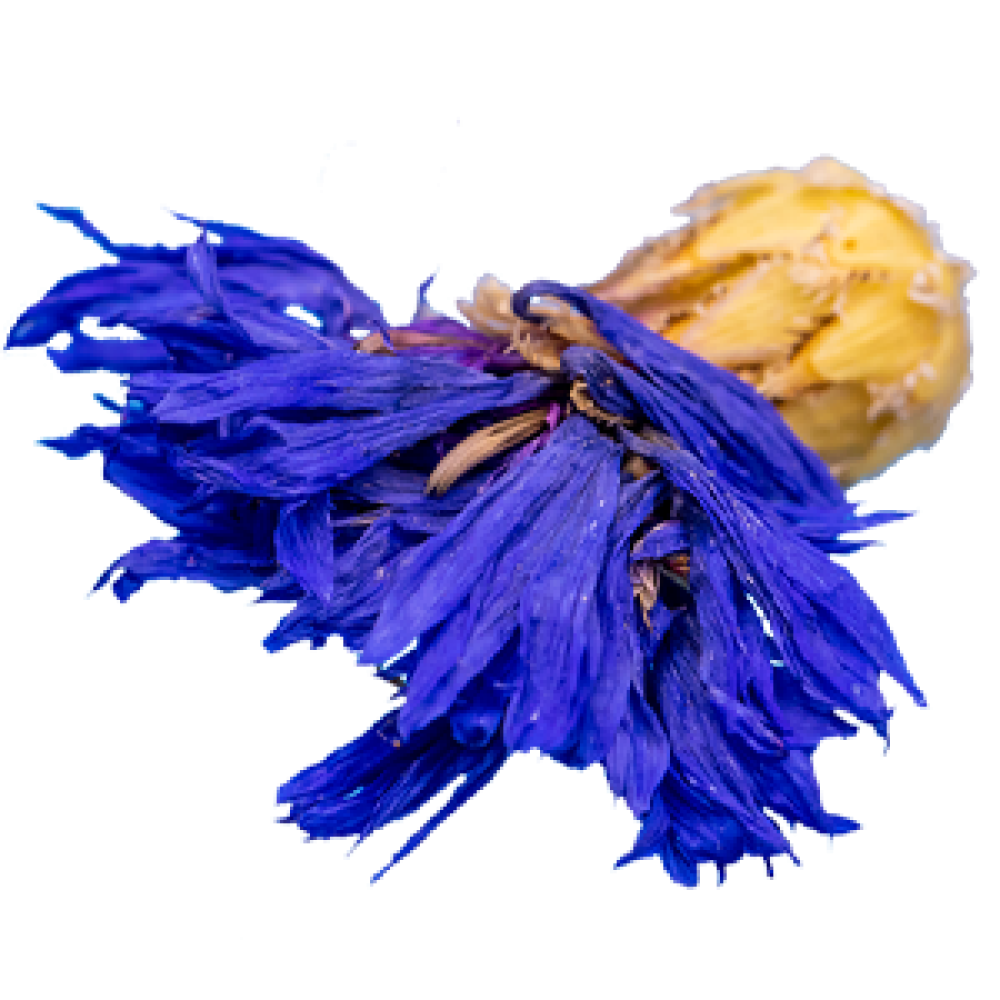 KORNBLUMENBLÜTEN