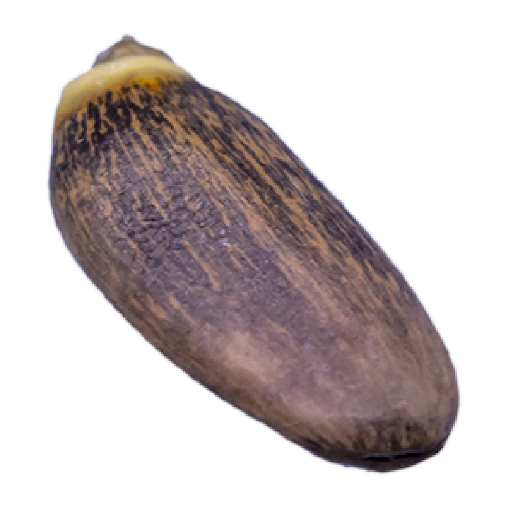 MARIENDISTELSAMEN