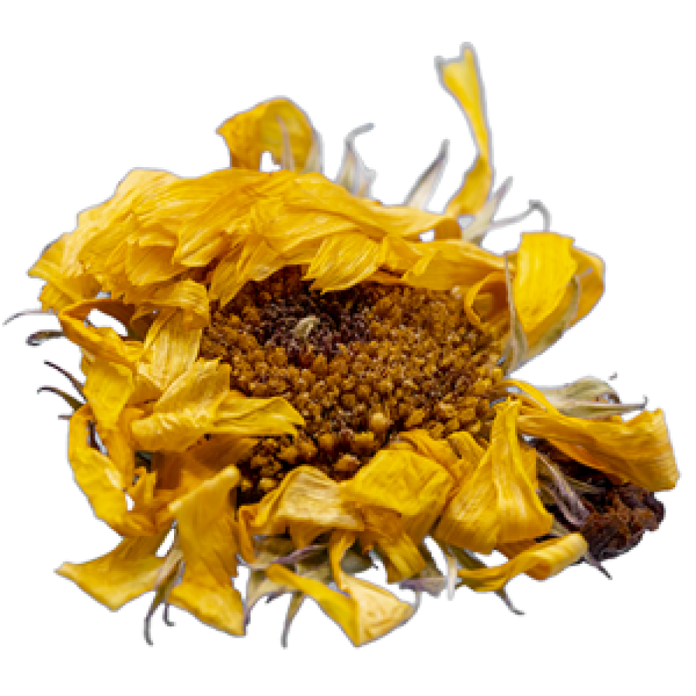 RINGELBLUMENBLÜTEN