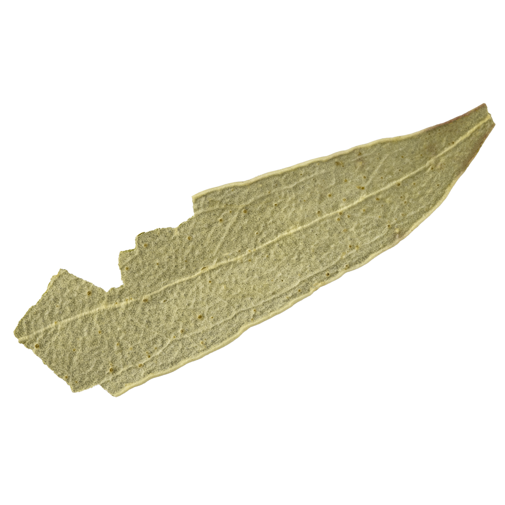 EUKALYPTUSBLÄTTER