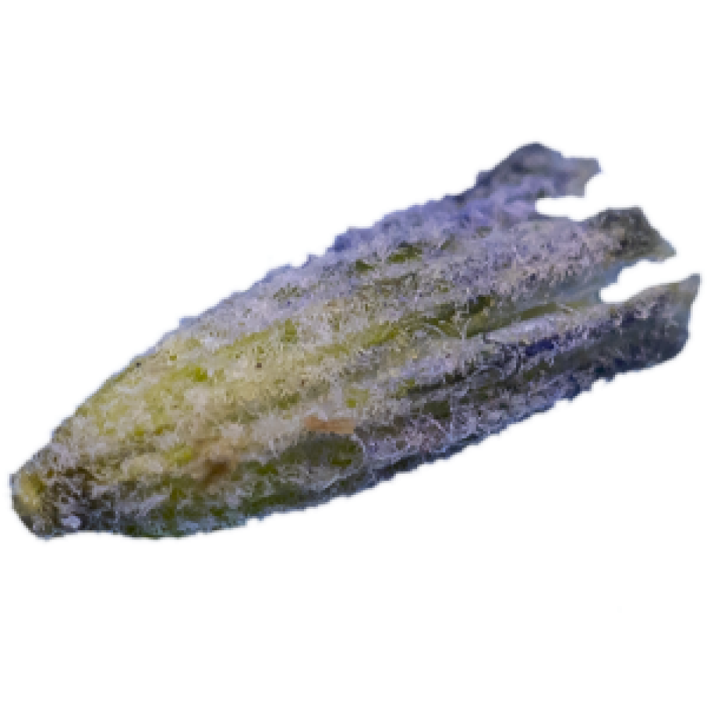 LAVENDEL