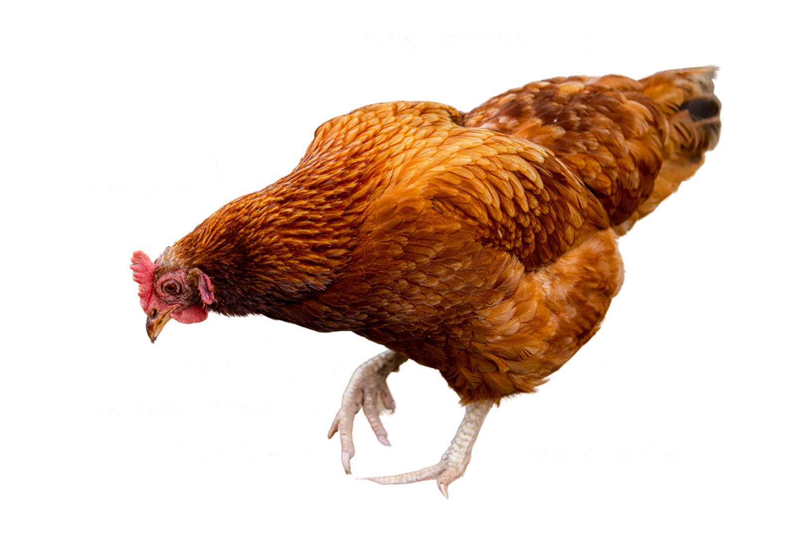 Kräutermixer Geflügel