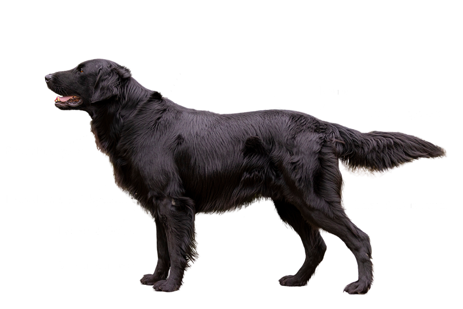 Kräutermixer Hund