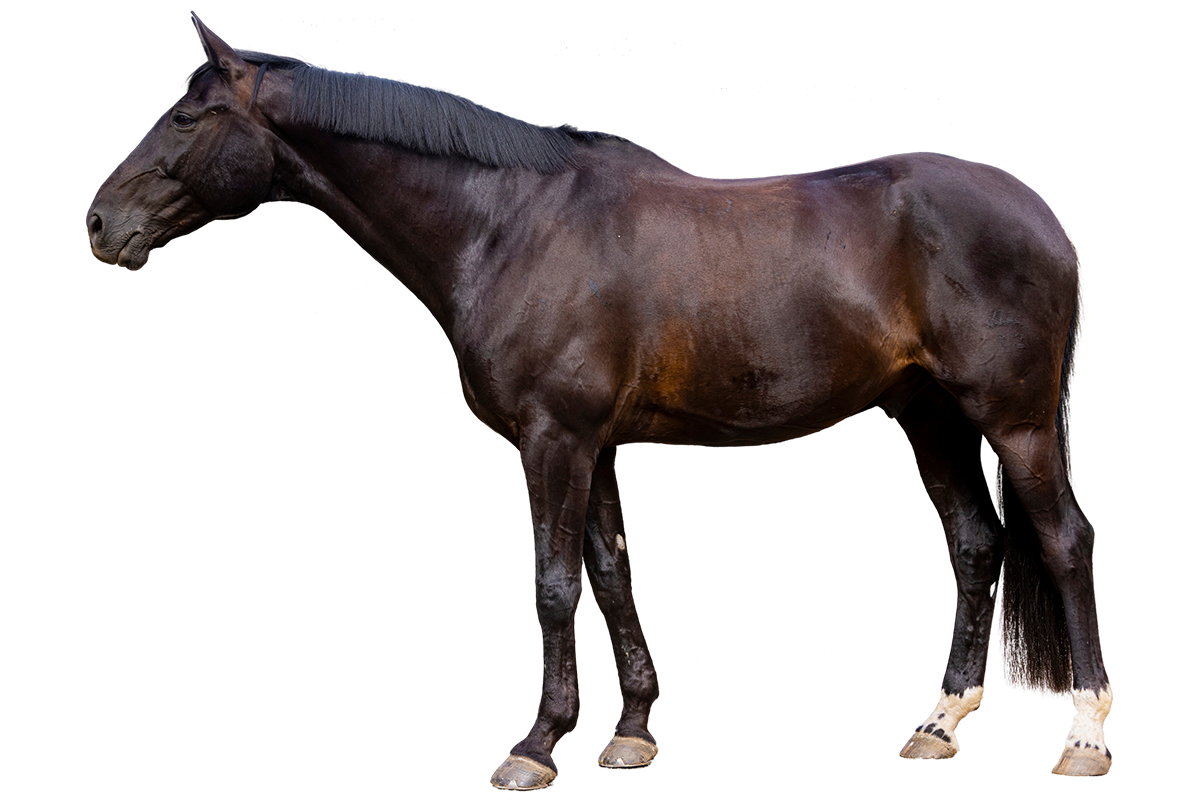 Kräutermixer Pferd